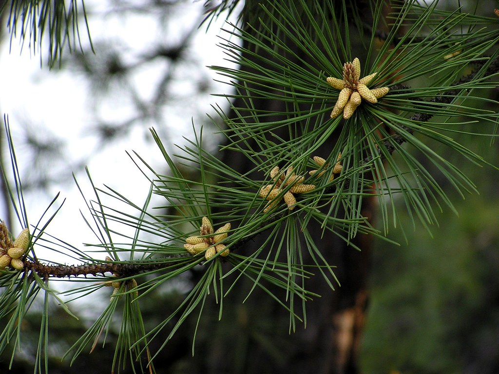 pine needles
