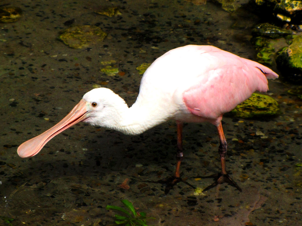 Rosetta Spoonbill