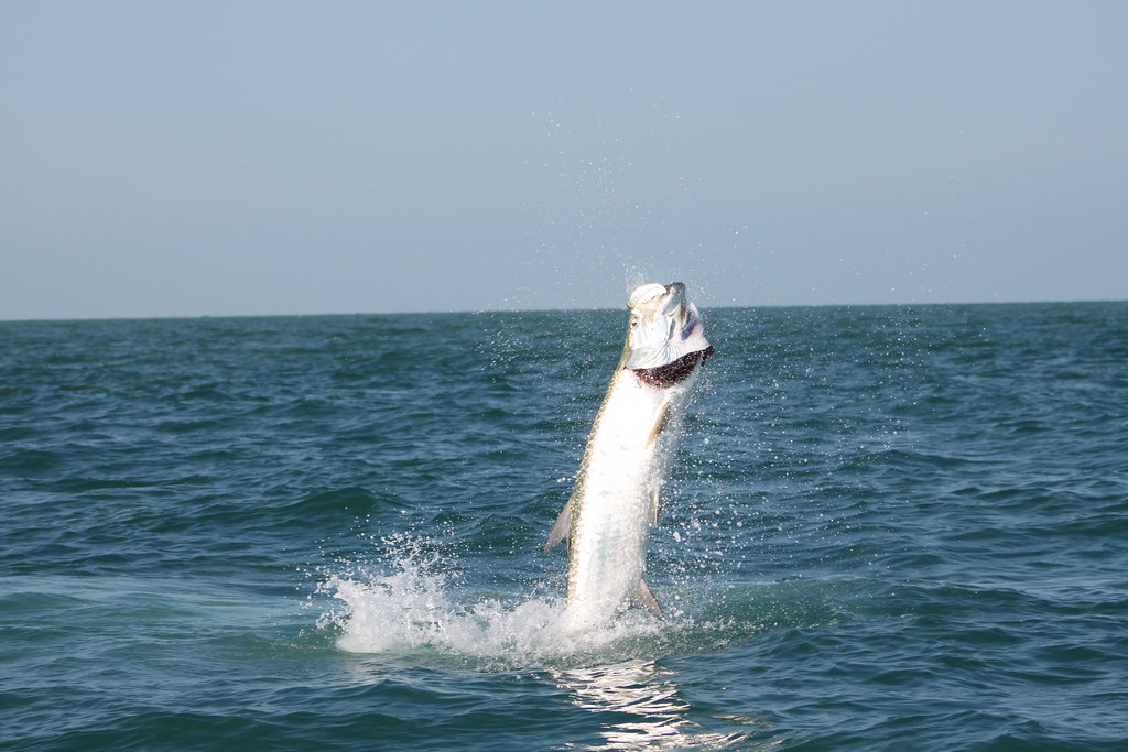 Tarpon Jump