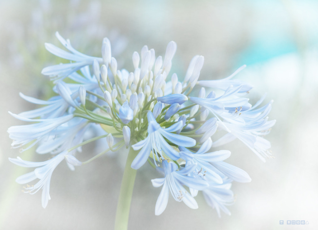 Flowers Watercolor